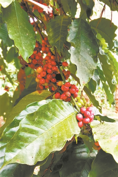 天天盈 备受争议的猫屎咖啡究竟特别在哪